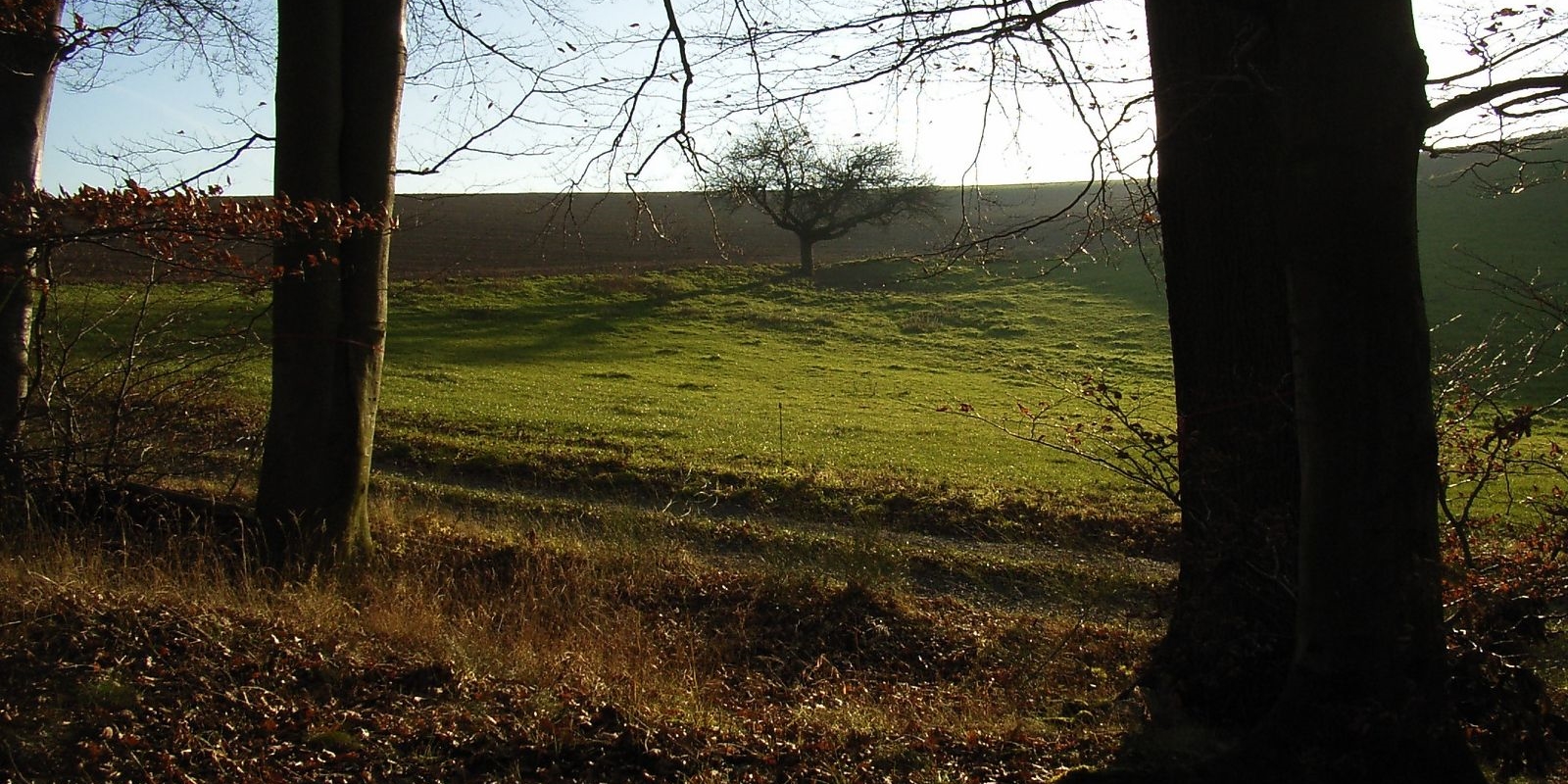 Am Waldrand im Bestattungswald 12 Apostel Am Waldrand im Bestattungswald 12 Apostel
